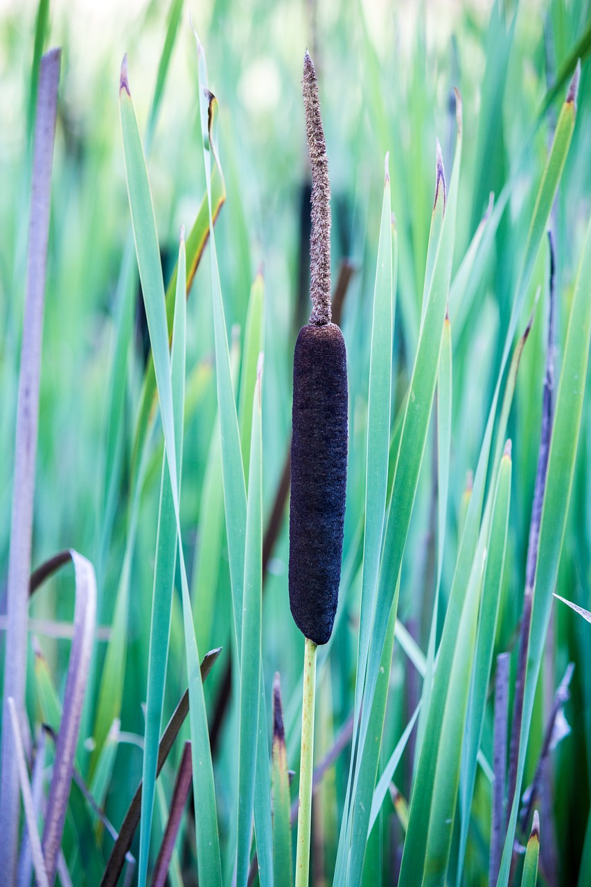cattail reed pond free photo