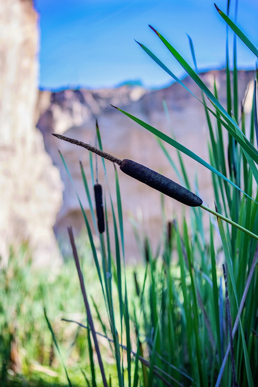 cattail reed pond free photo