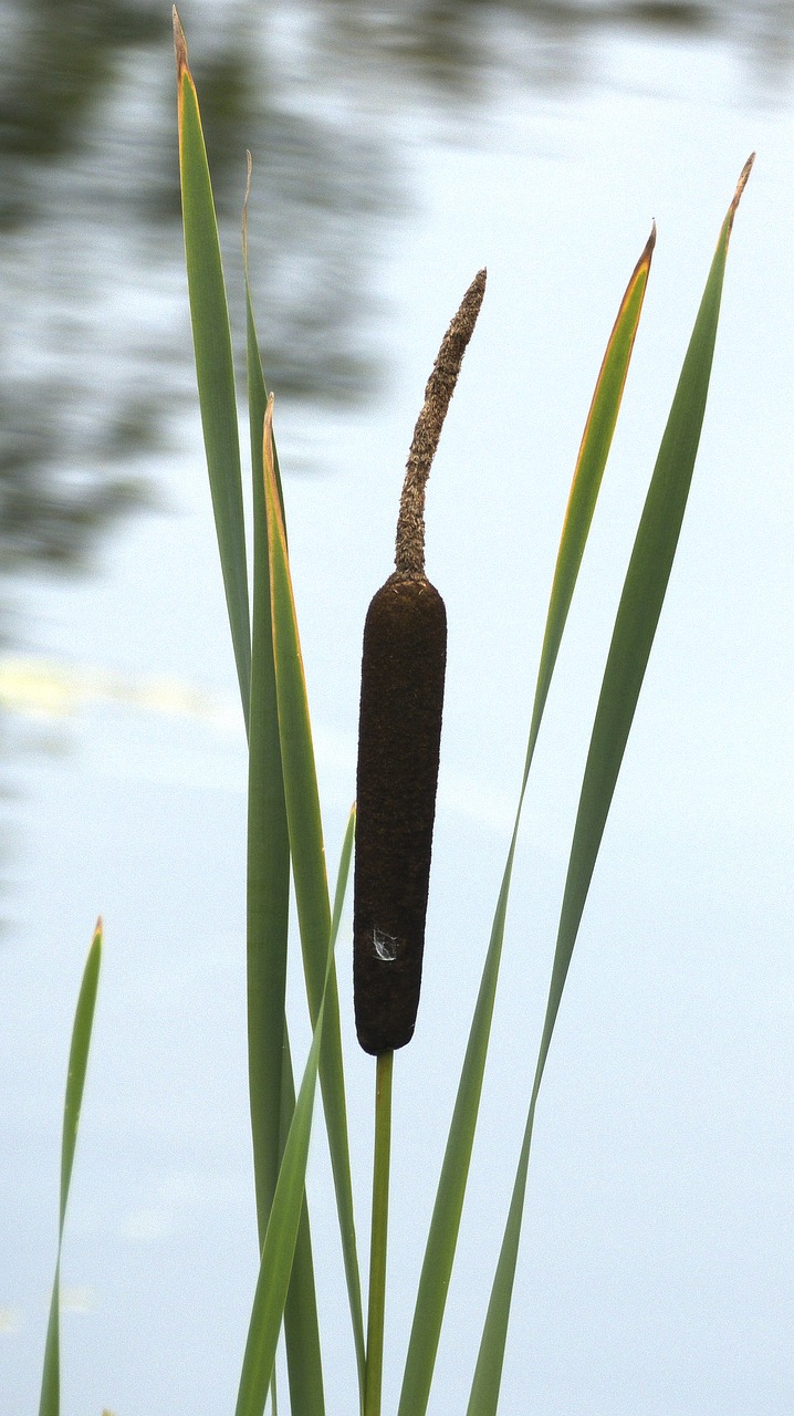 cattail waters aquatic plant free photo