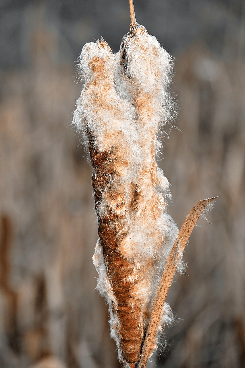 cattail reed flying seeds free photo