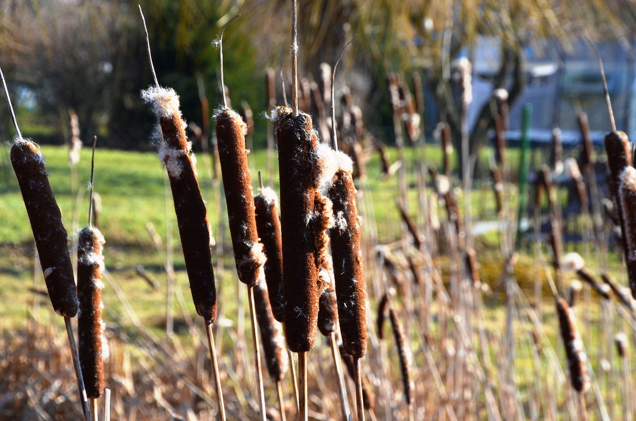 cattail reed typha free photo