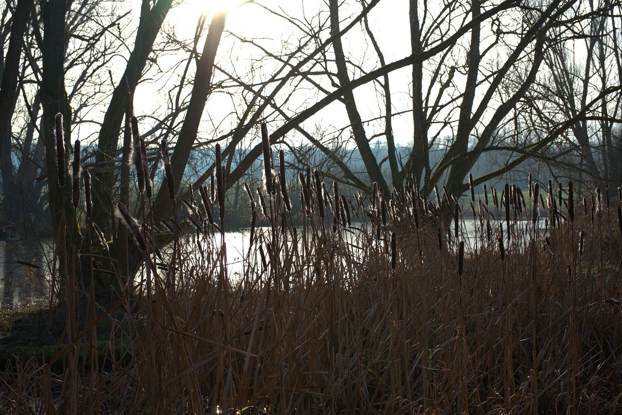 cattail  water  sun free photo