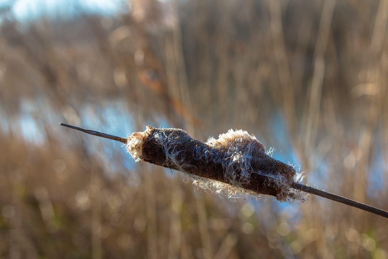 cattail  reed  water free photo