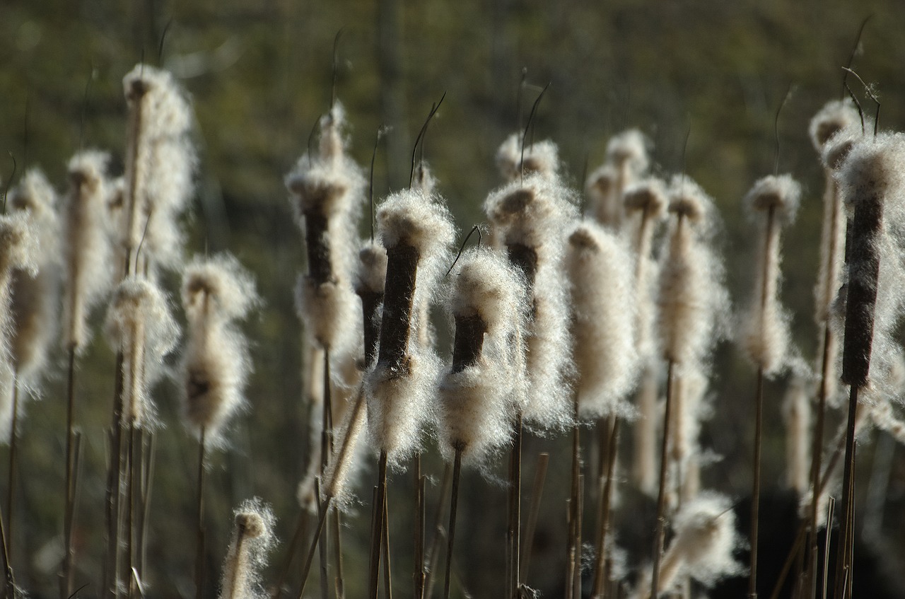 cattail  reed  flying seeds free photo