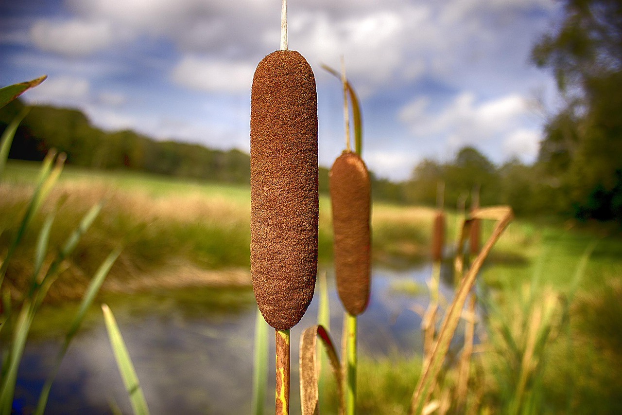 cattail loosestrife stink cigar free photo