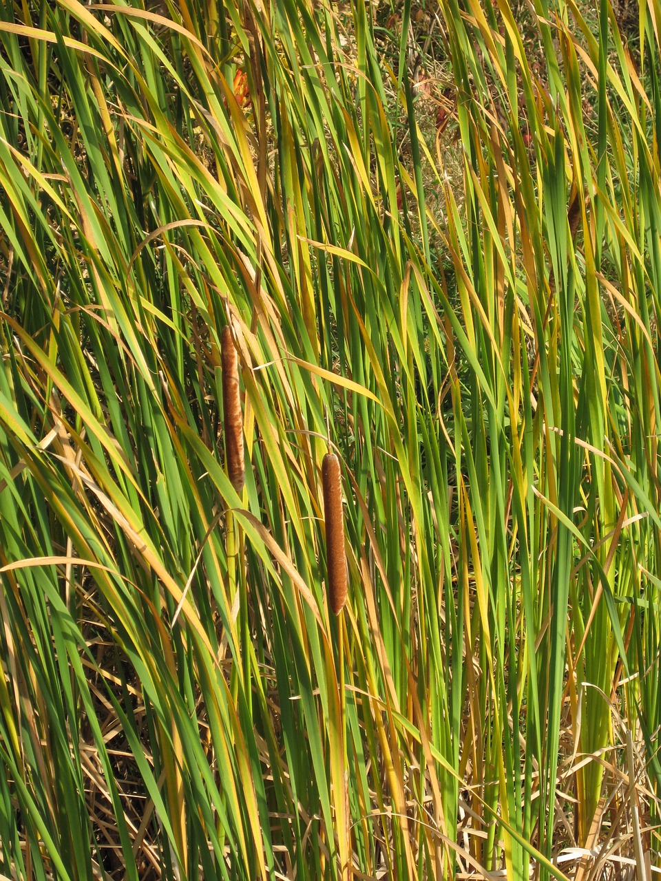 cattail marsh grass free photo