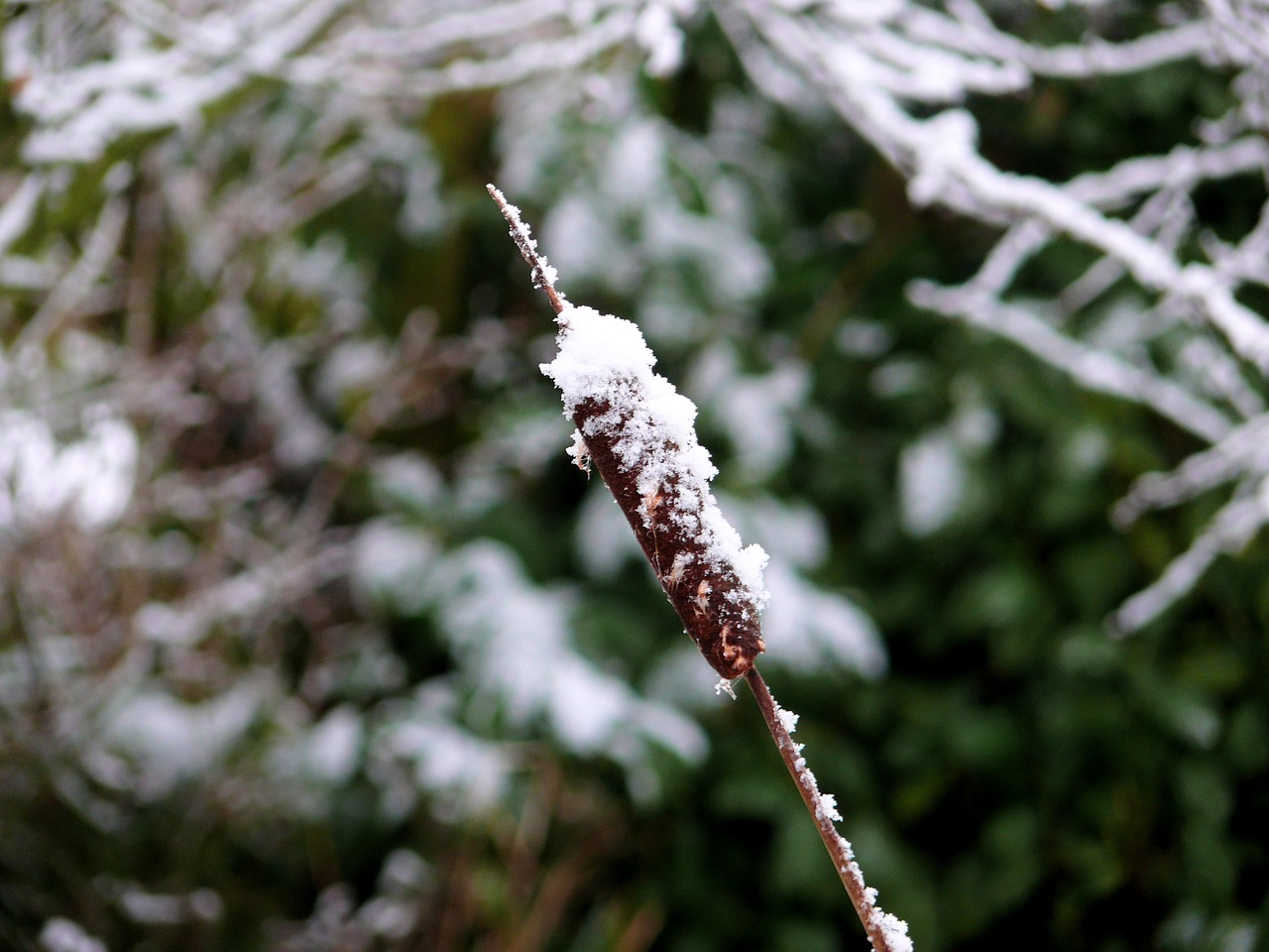 cattail frozen winter free photo