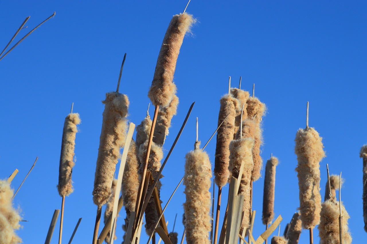 cattails blue sky reeds free photo