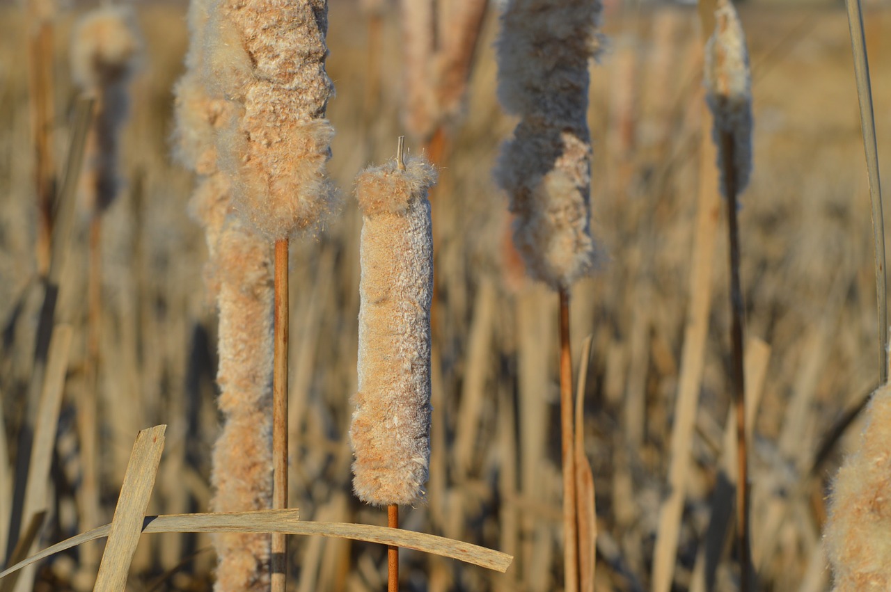 cattails reeds nature free photo