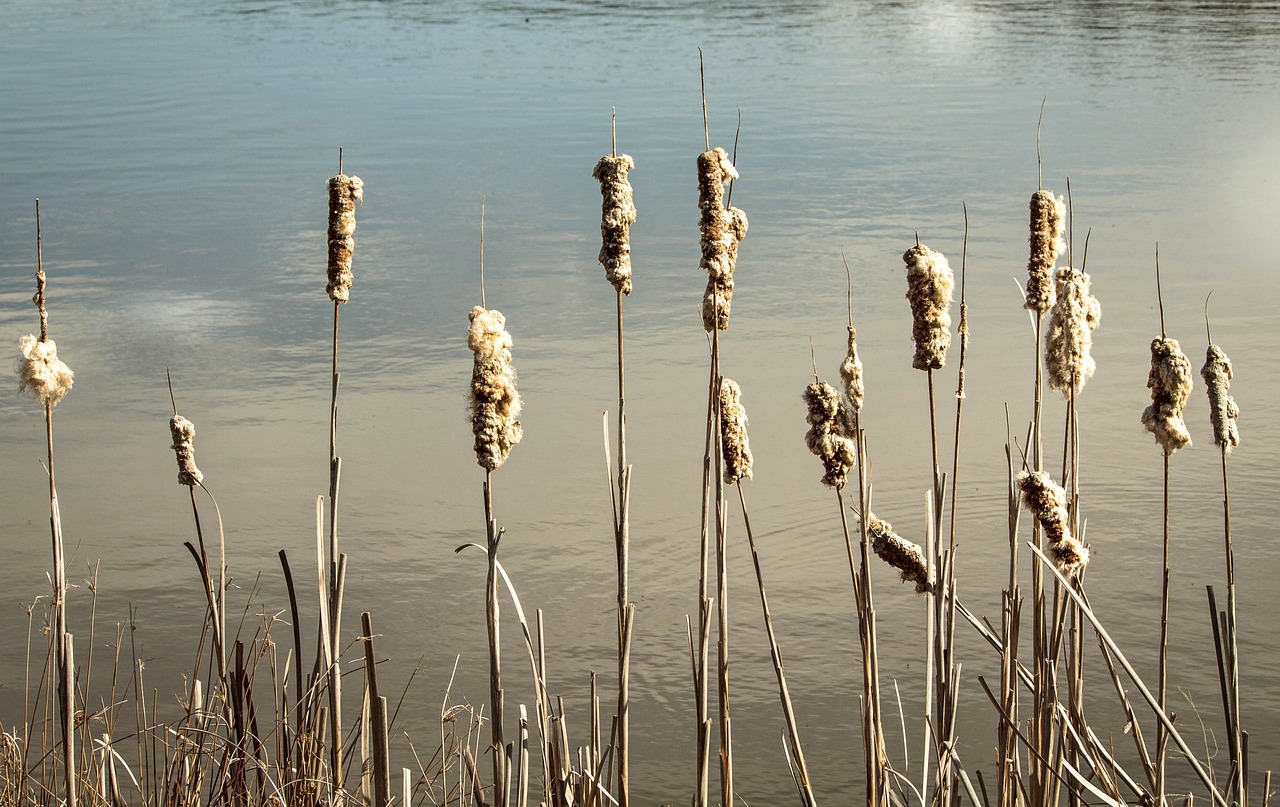 cattails reeds bulrush free photo
