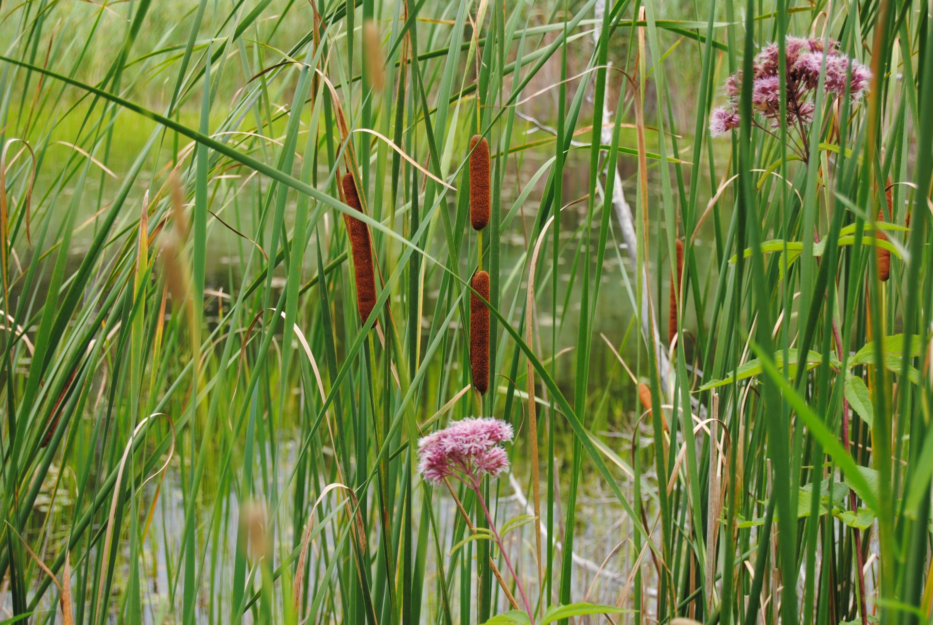 cattails marsh swamp free photo