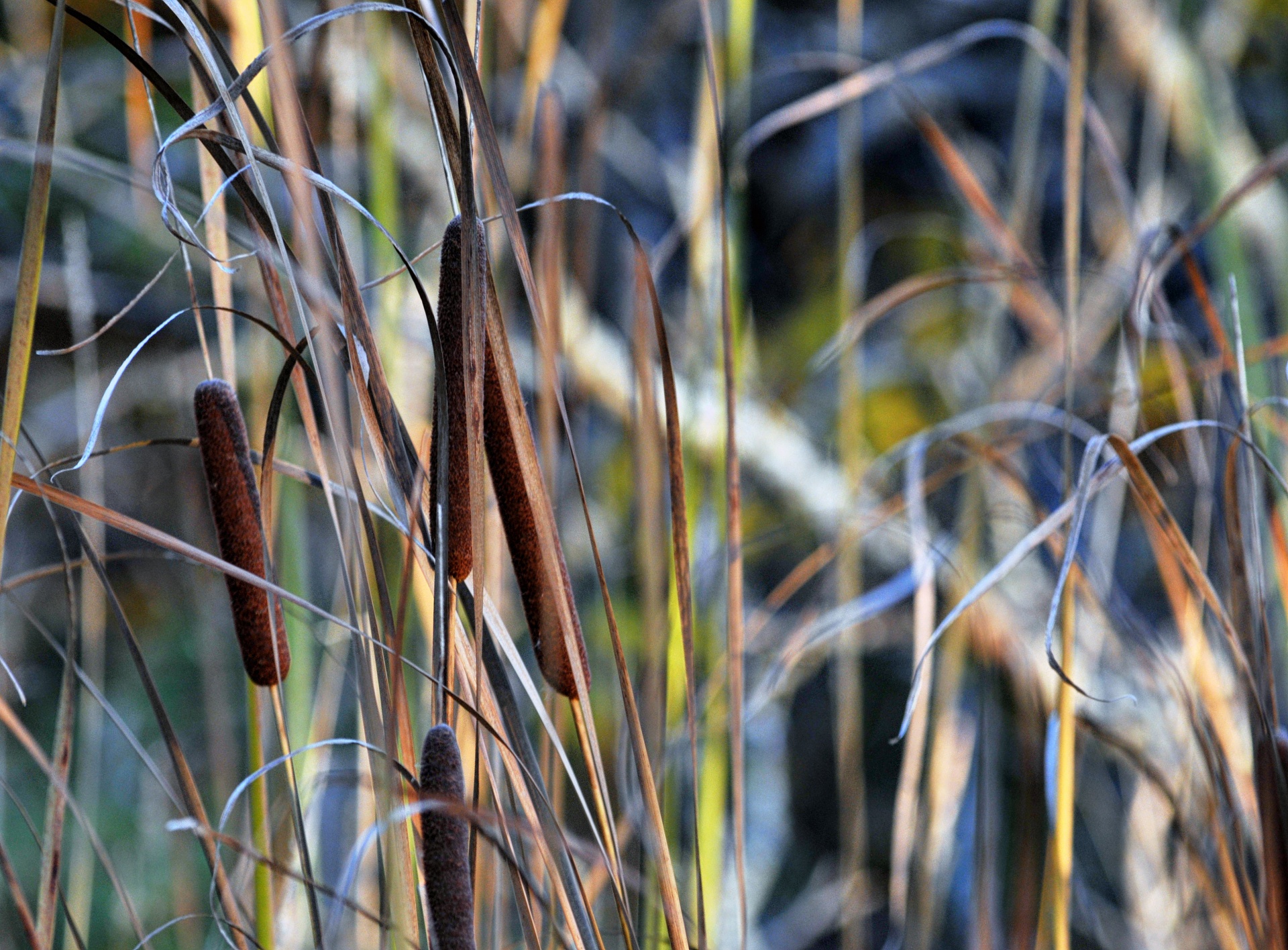cattails cattail plant bulrush free photo