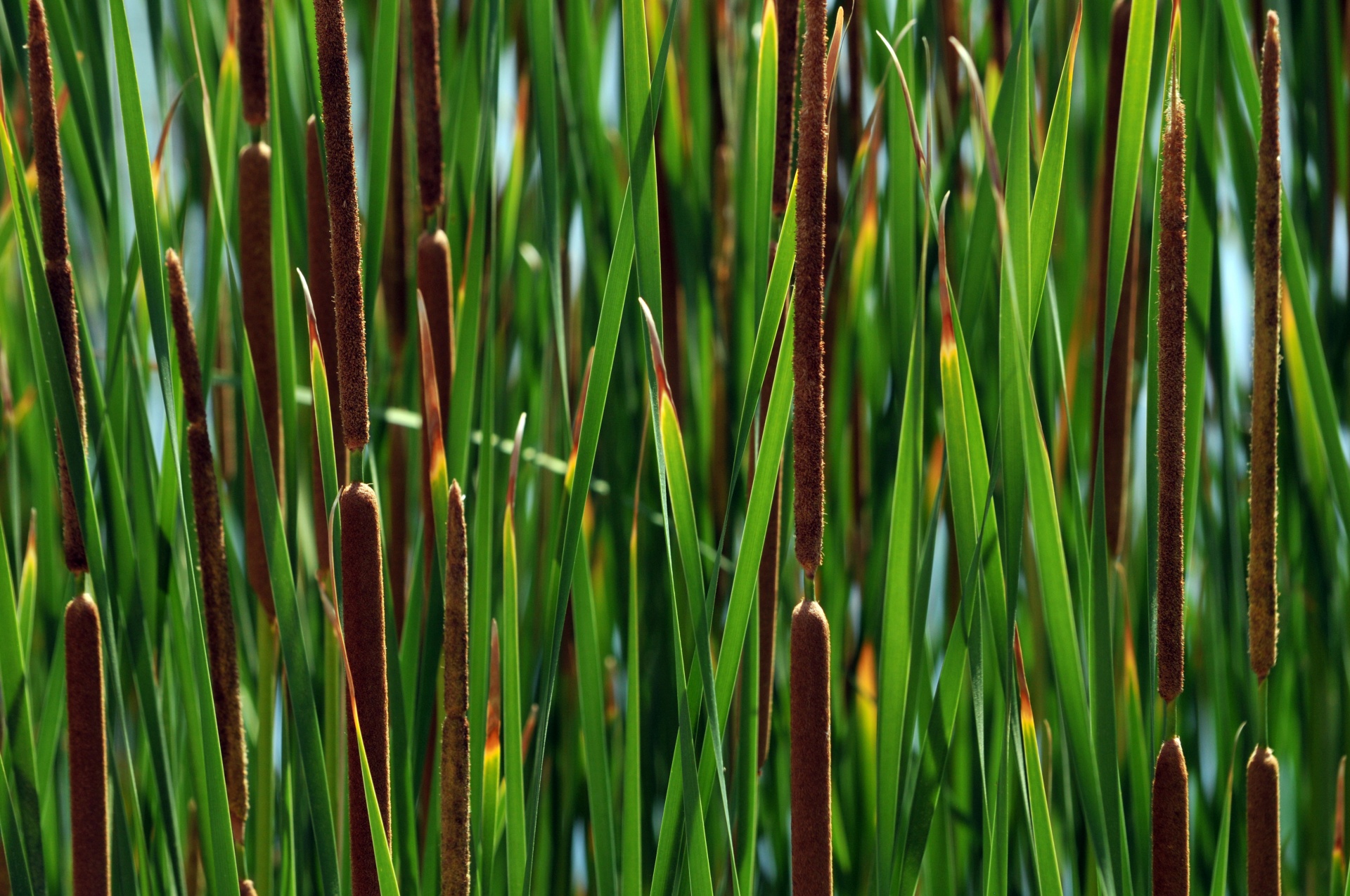 cattail cattails plant free photo
