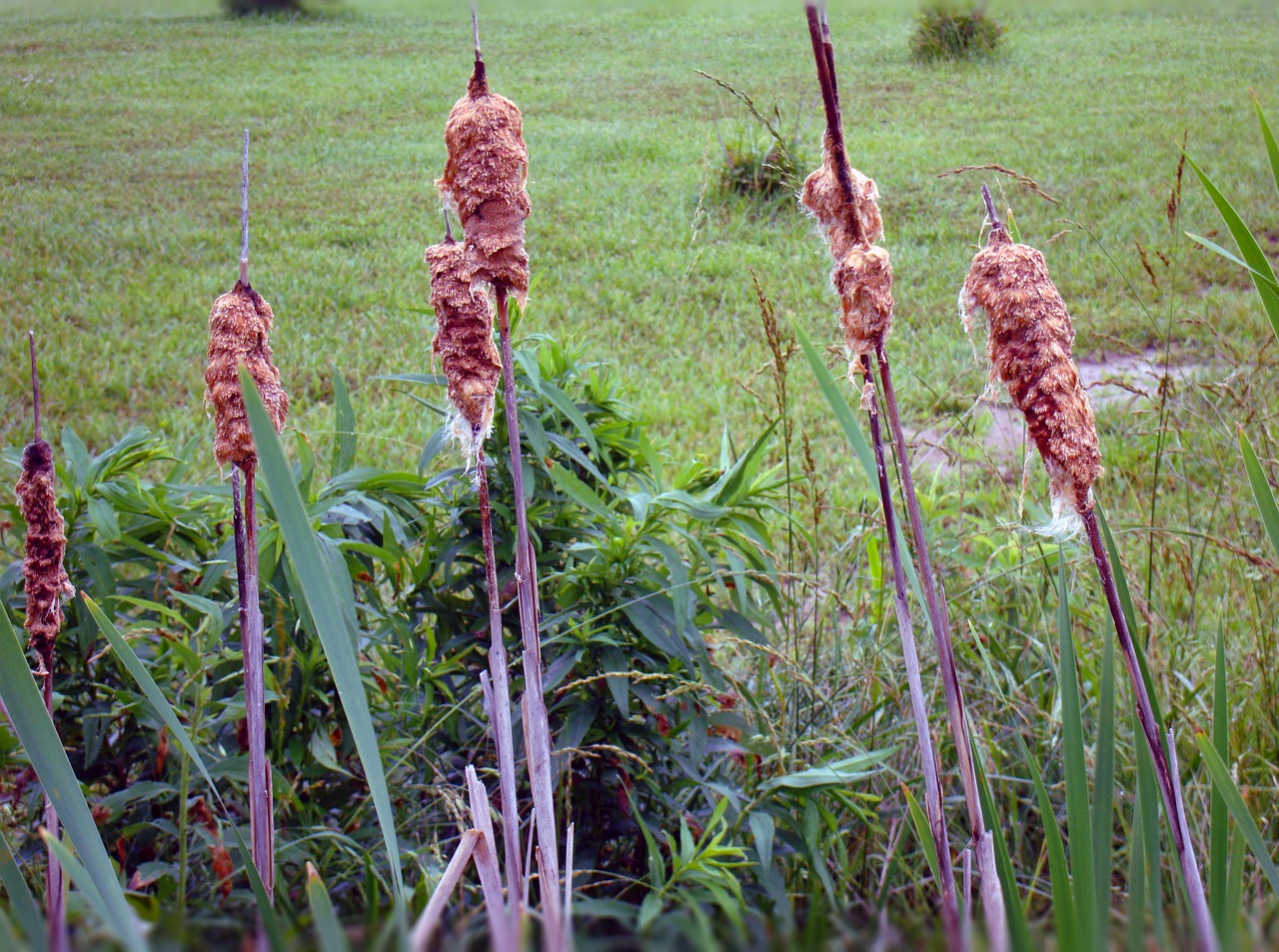 cattails typha plant free photo