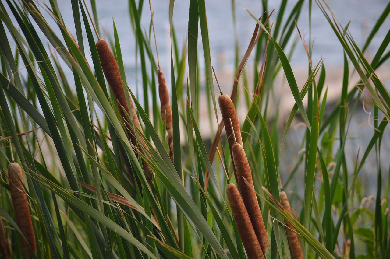 cattails reeds lake free photo