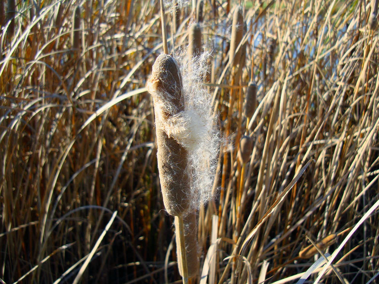 cattails typha plant free photo