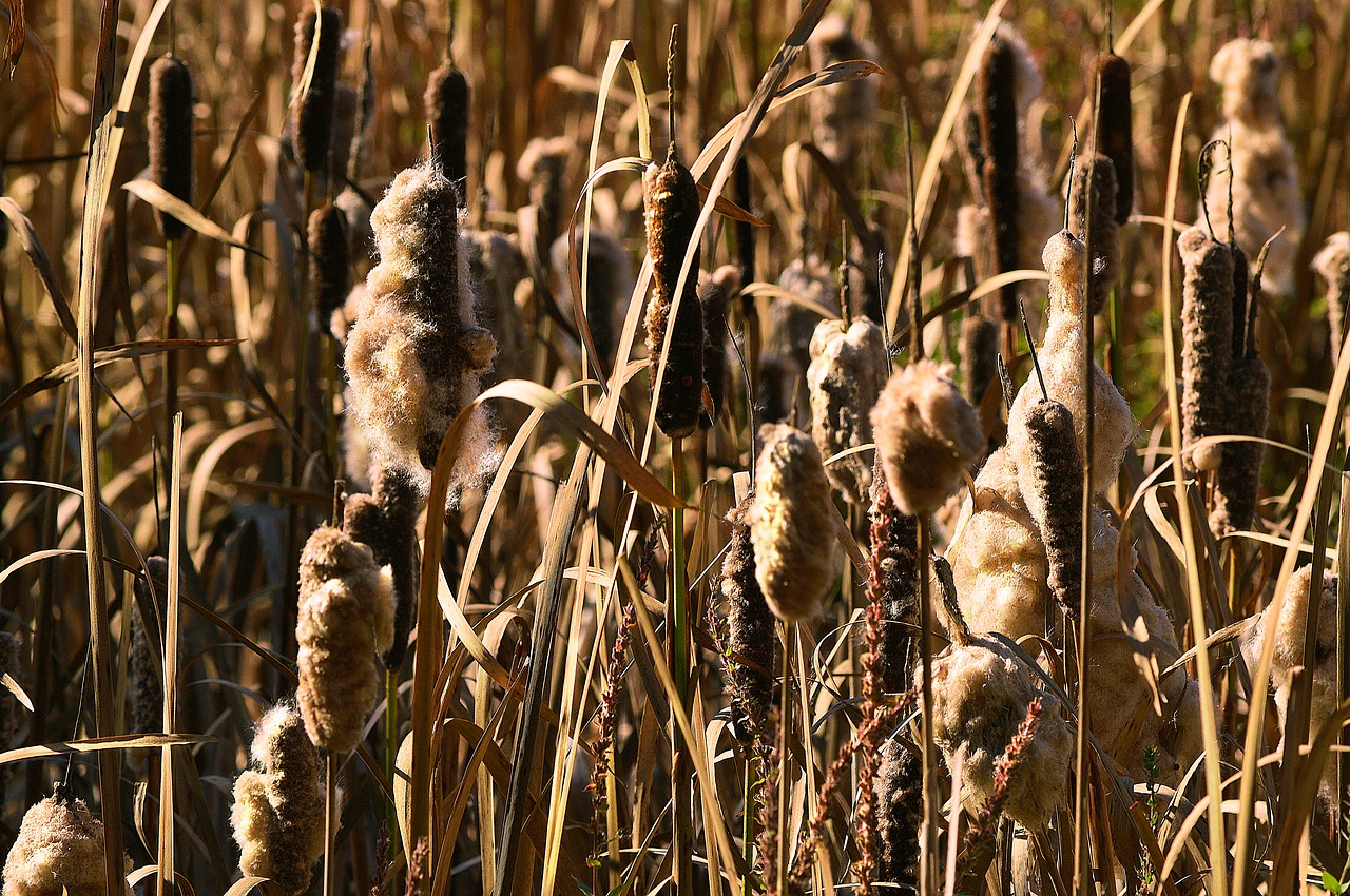 cattails reeds bulrush free photo