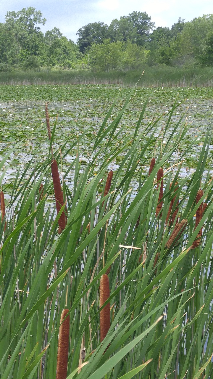 cattails swamp marsh free photo