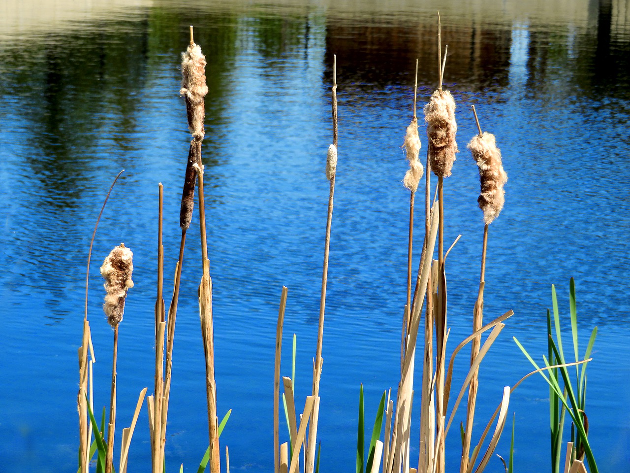 cattails  water  blue free photo
