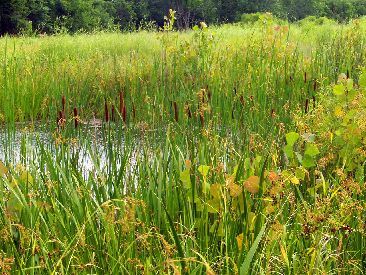 cattails pond weeds free photo