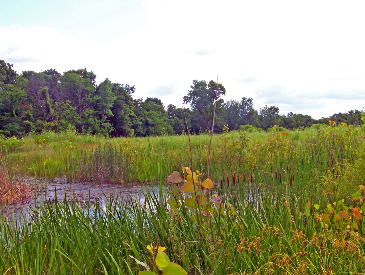 cattails pond weeds free photo