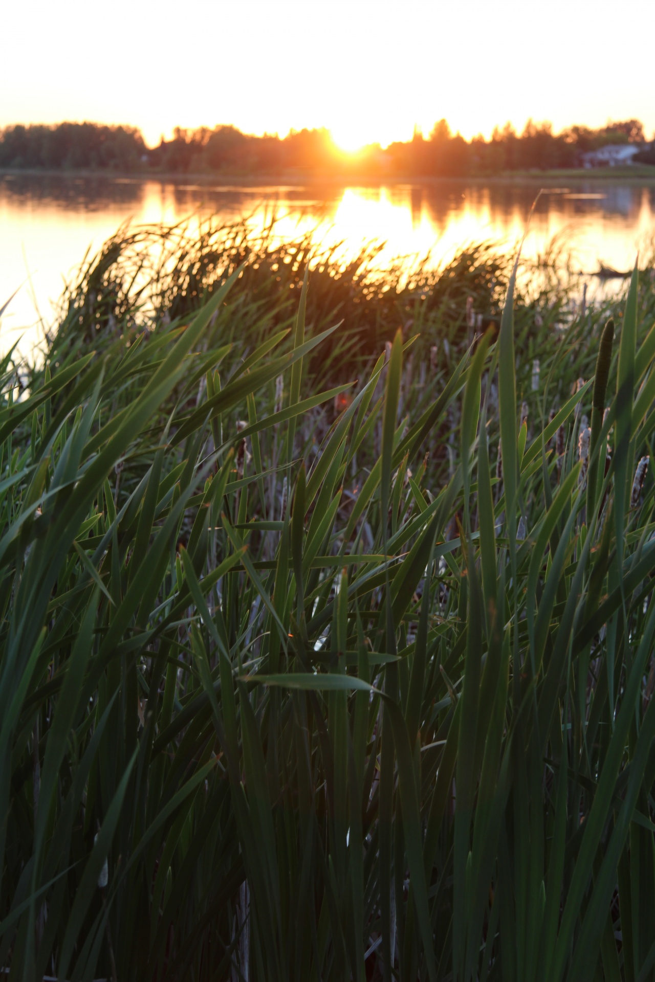 cattails lake sunset free photo