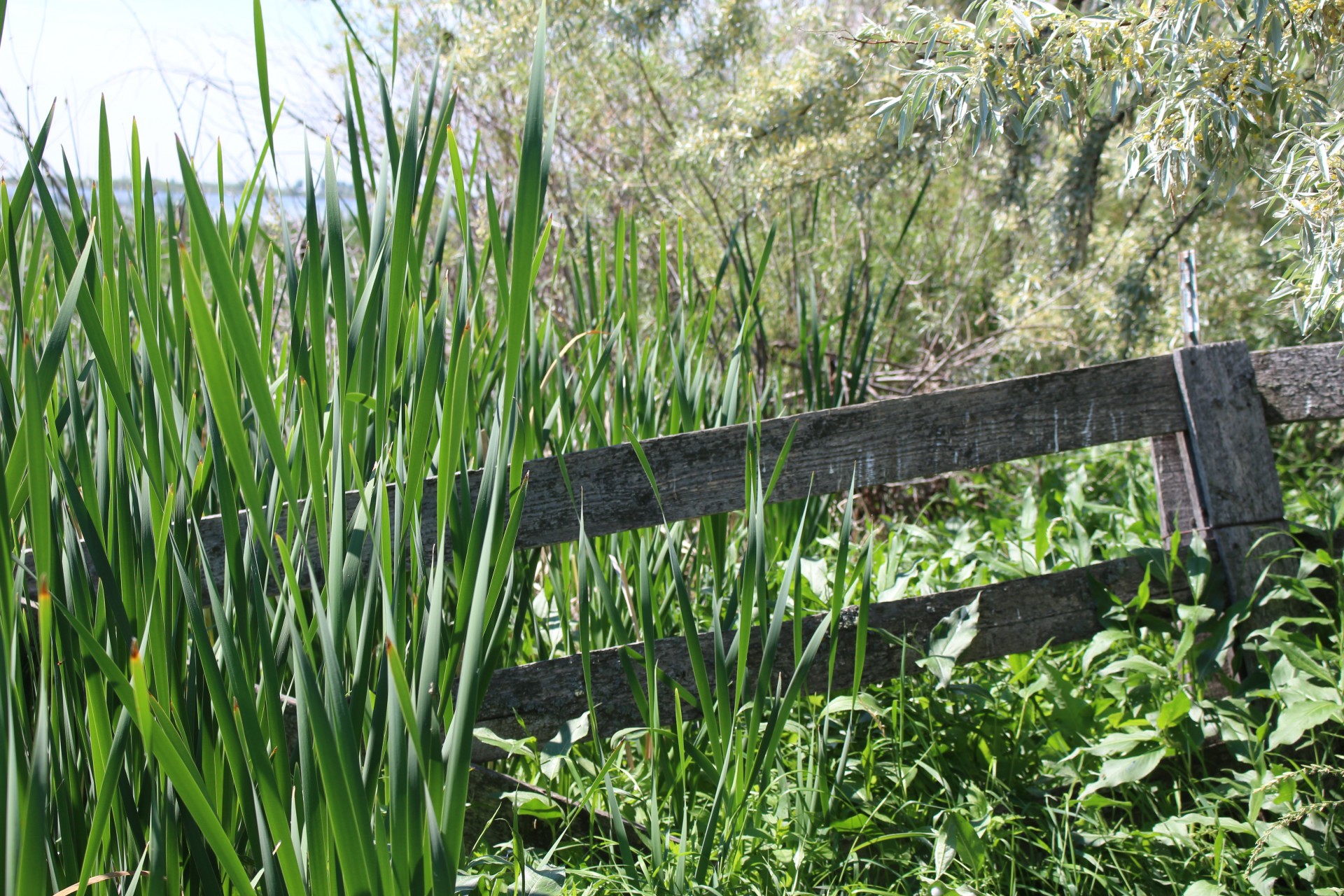 cattails wooden fence free photo