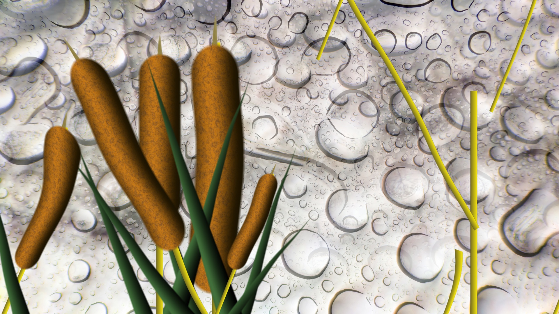 cattails cat tails wet free photo