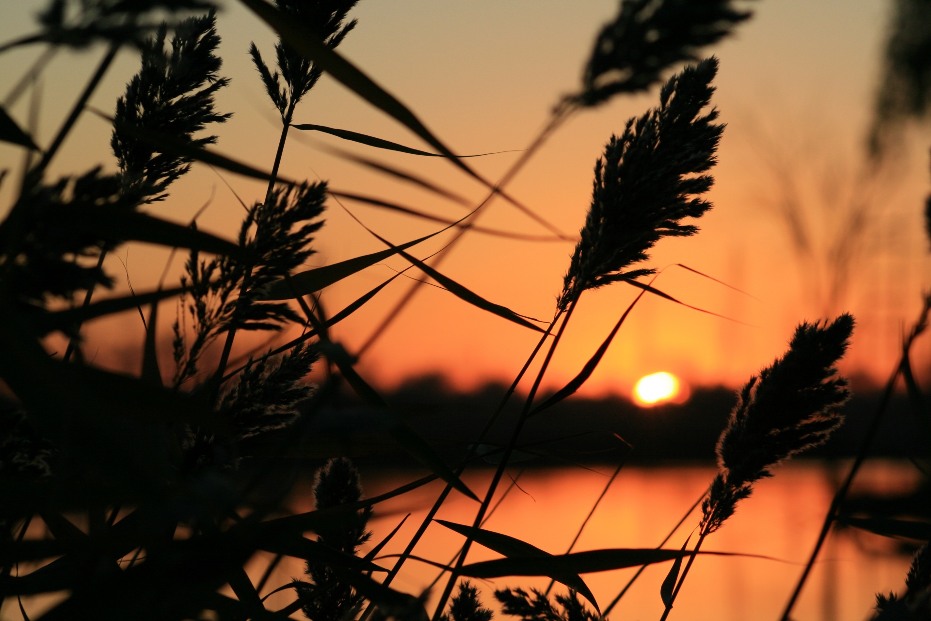 silhouette sunset cattails free photo