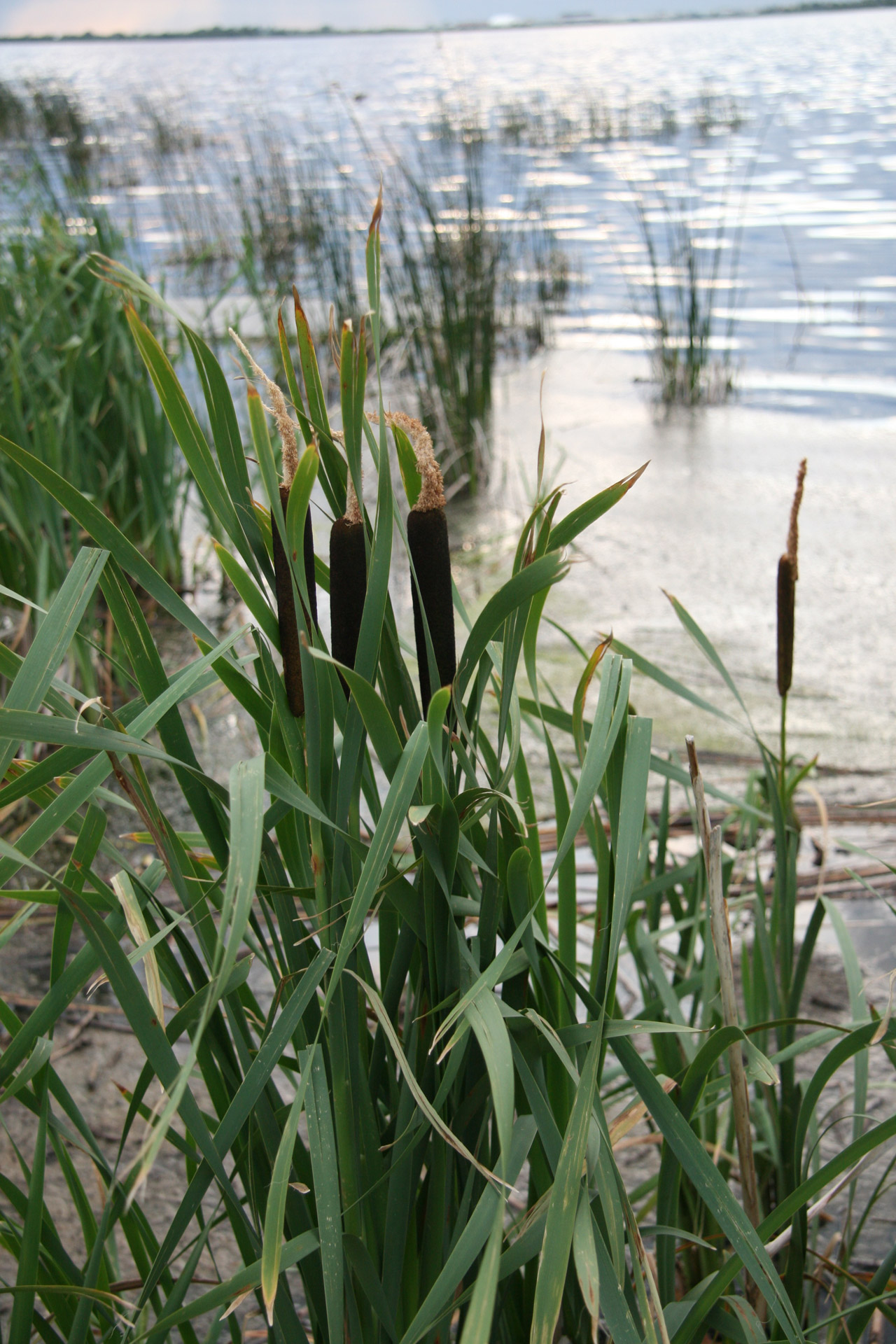 cattails lake plant free photo