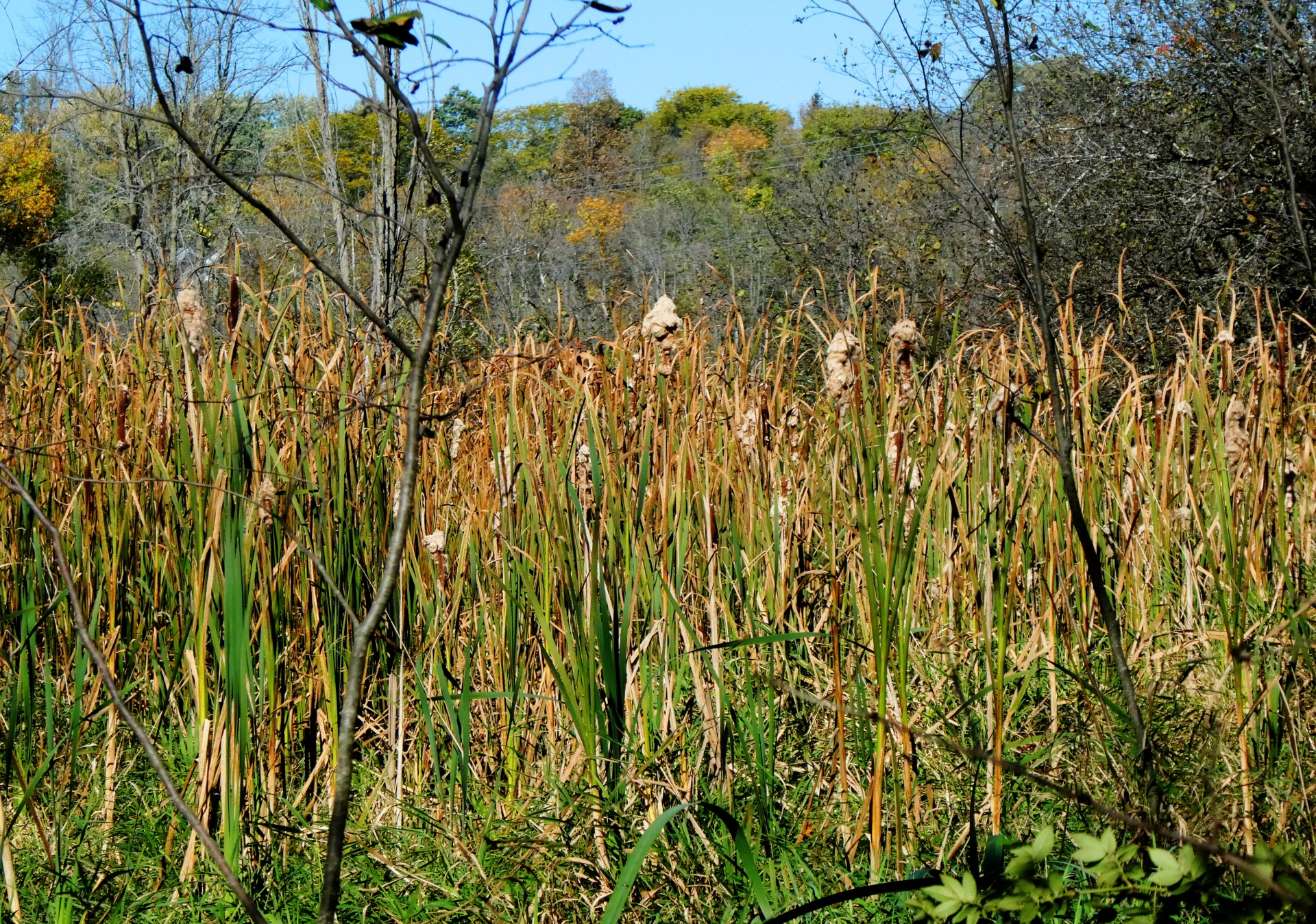 Cattail,cattails,plant,plants,wetland - free image from needpix.com