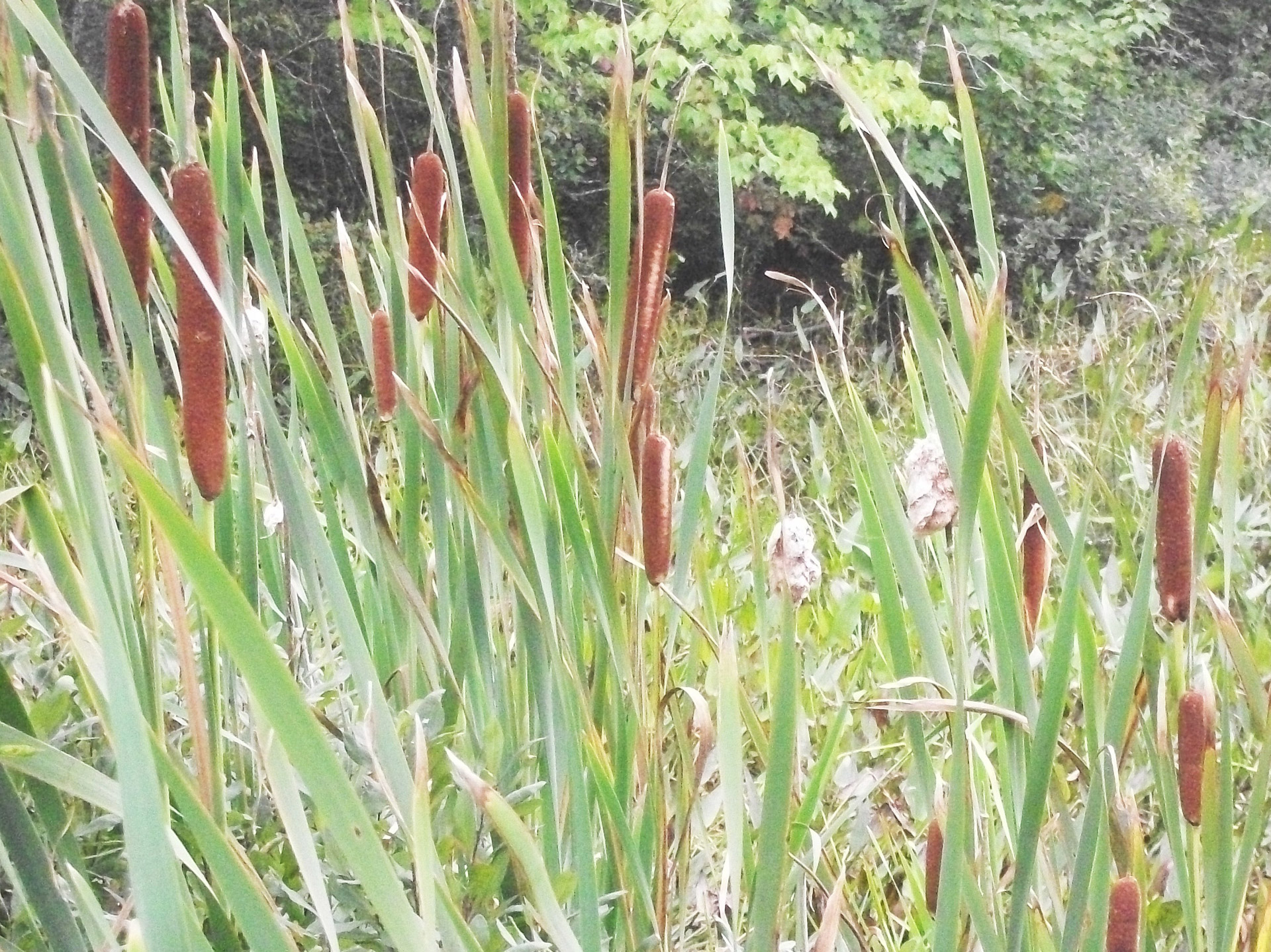cattails weeds reeds free photo