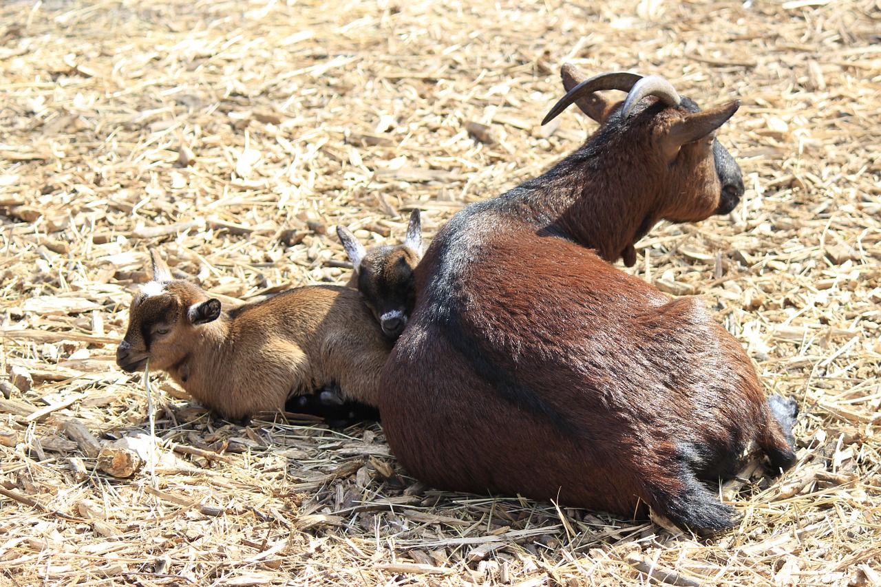 cattle goat zoo free photo