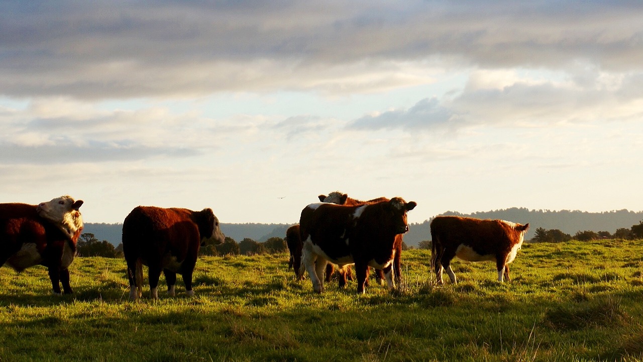 cattle sunset landscape landscape free photo