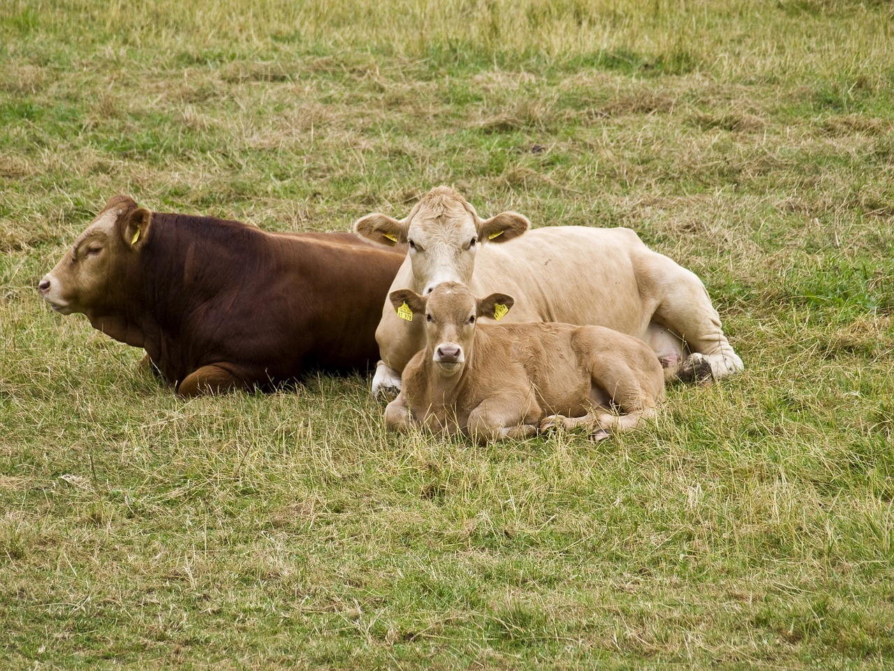 cattle suckle protect free photo