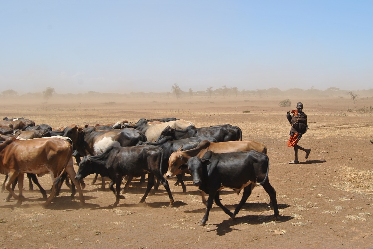 cattle drought africa free photo