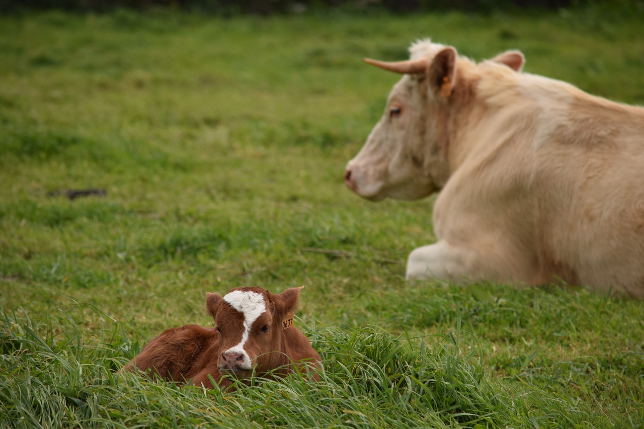 cattle cow mom free photo