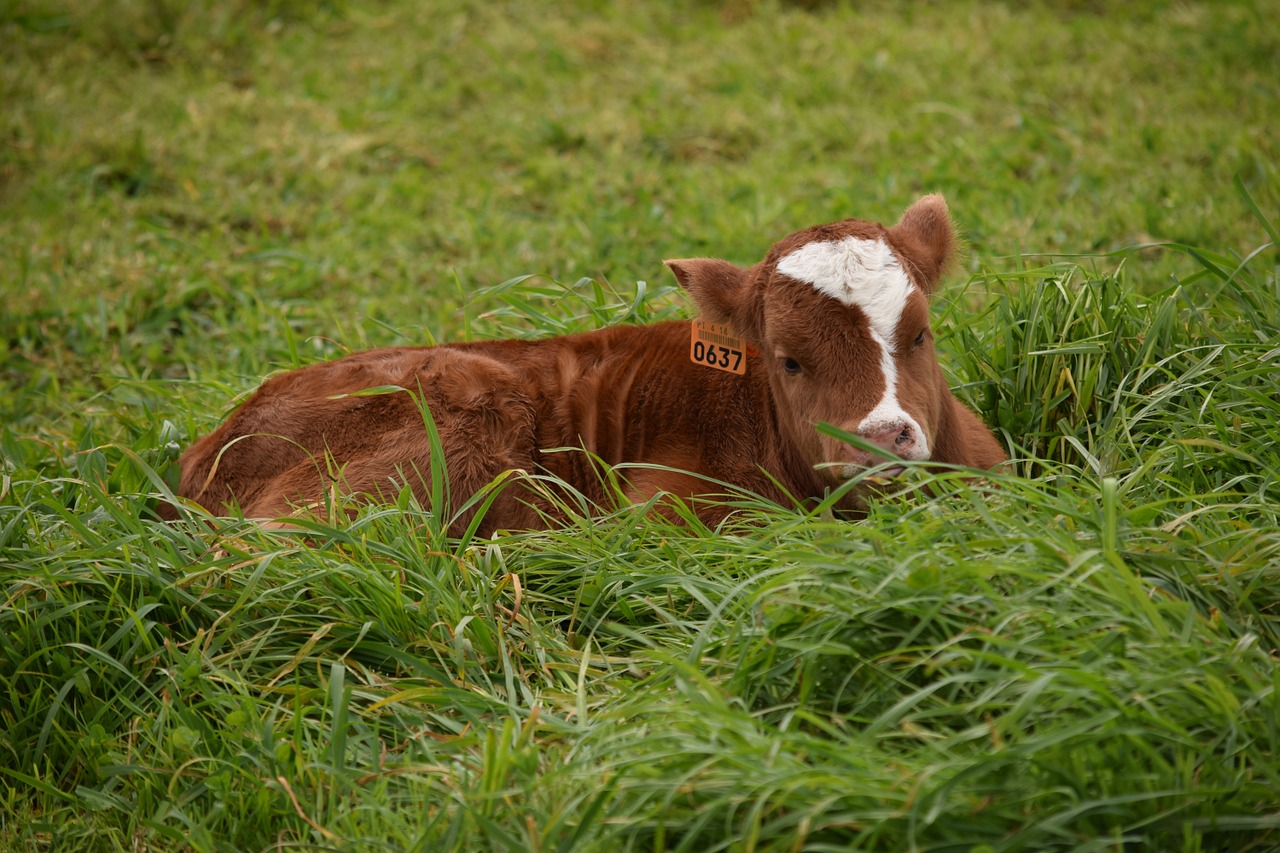 cattle calf newborn free photo