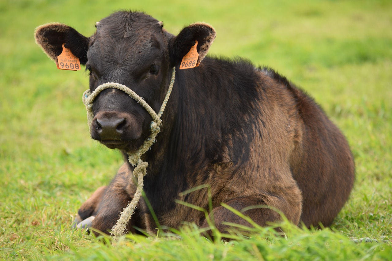 cattle cow animal free photo