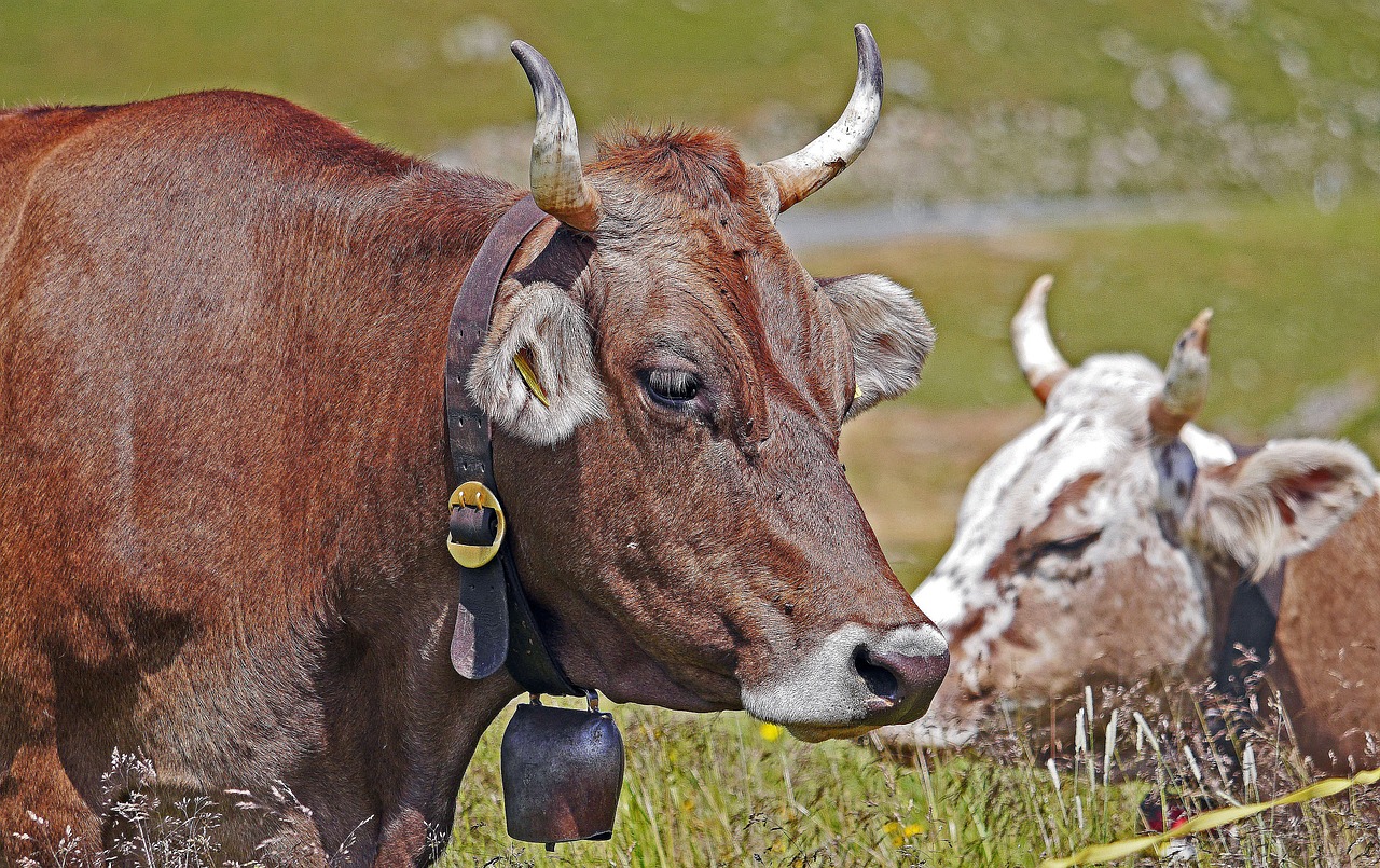 cattle heads horns free photo