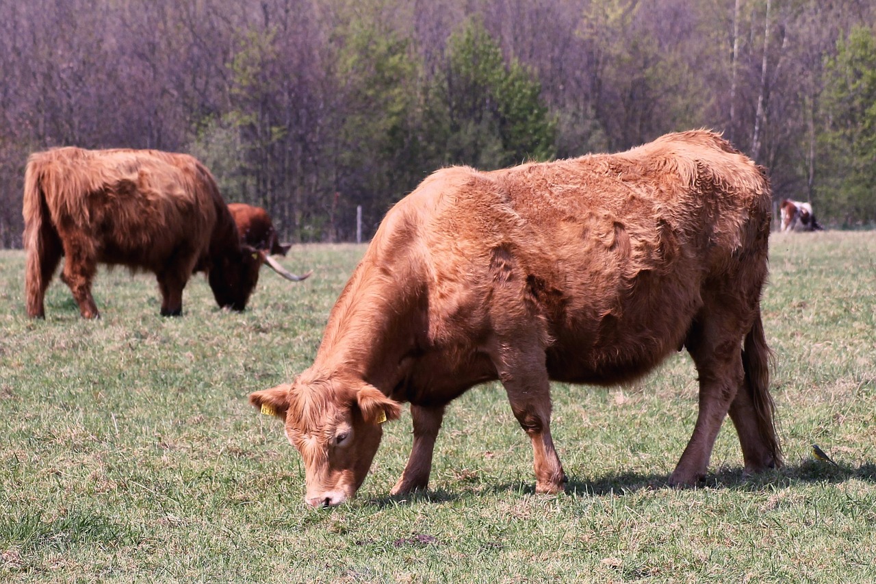 cattle cows pasture free photo