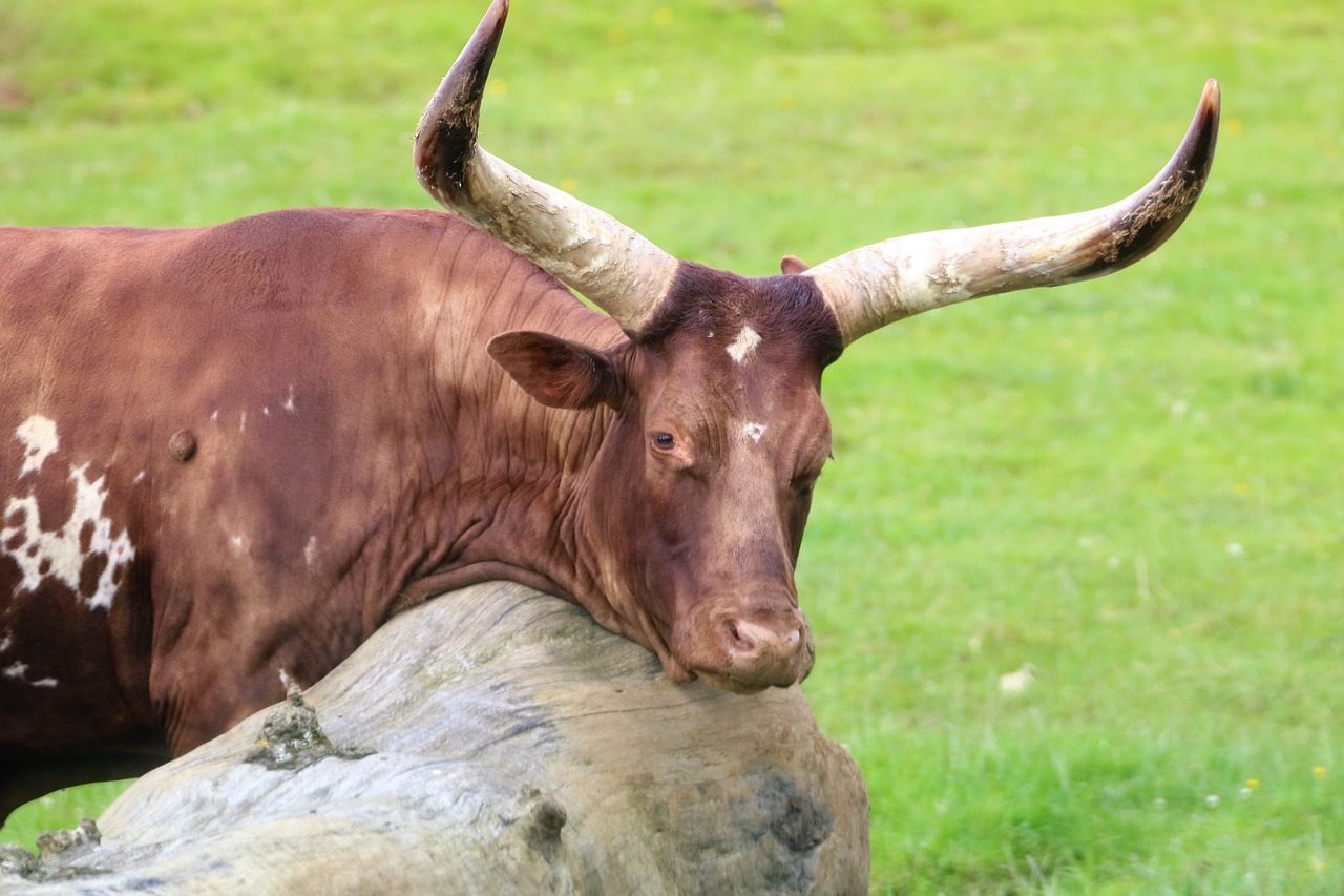 cattle long horn cow free photo