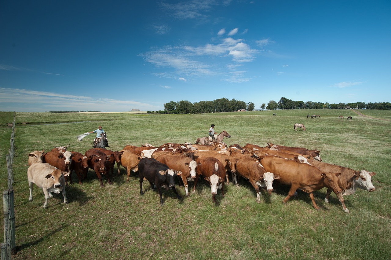 cattle boi field free photo