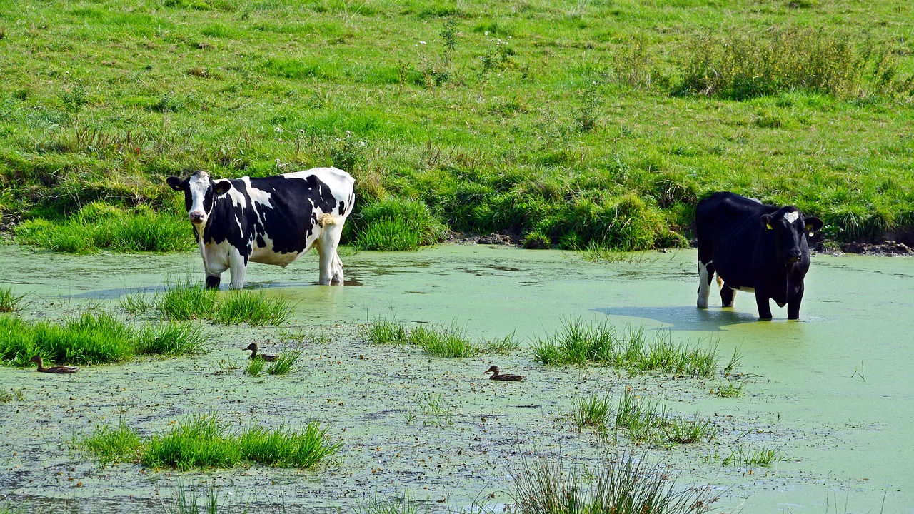 cattle cows pasture free photo