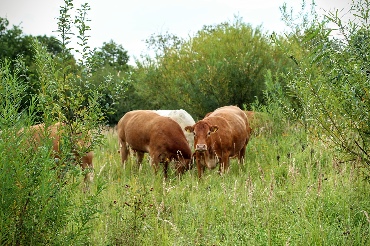 cattle cows pasture free photo