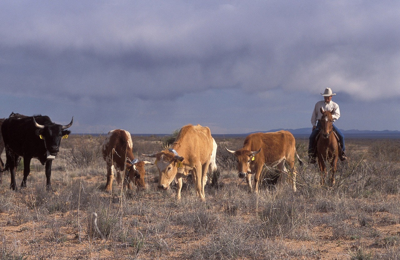 cattle agriculture rural free photo