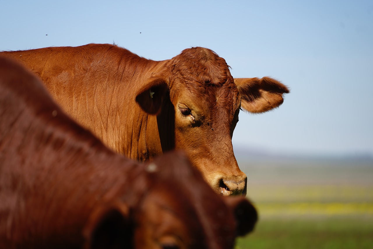 cattle farm agriculture free photo