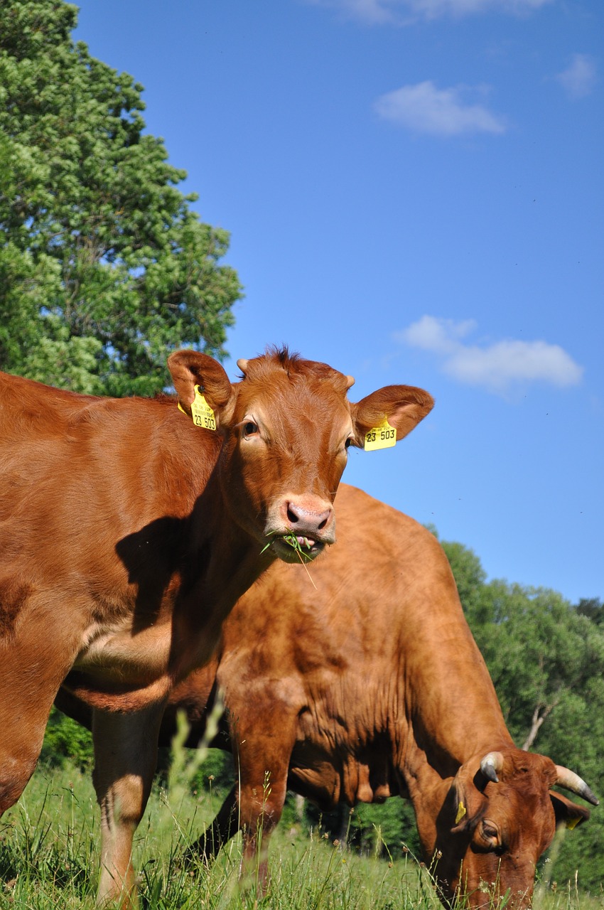 cows eat grass free photo