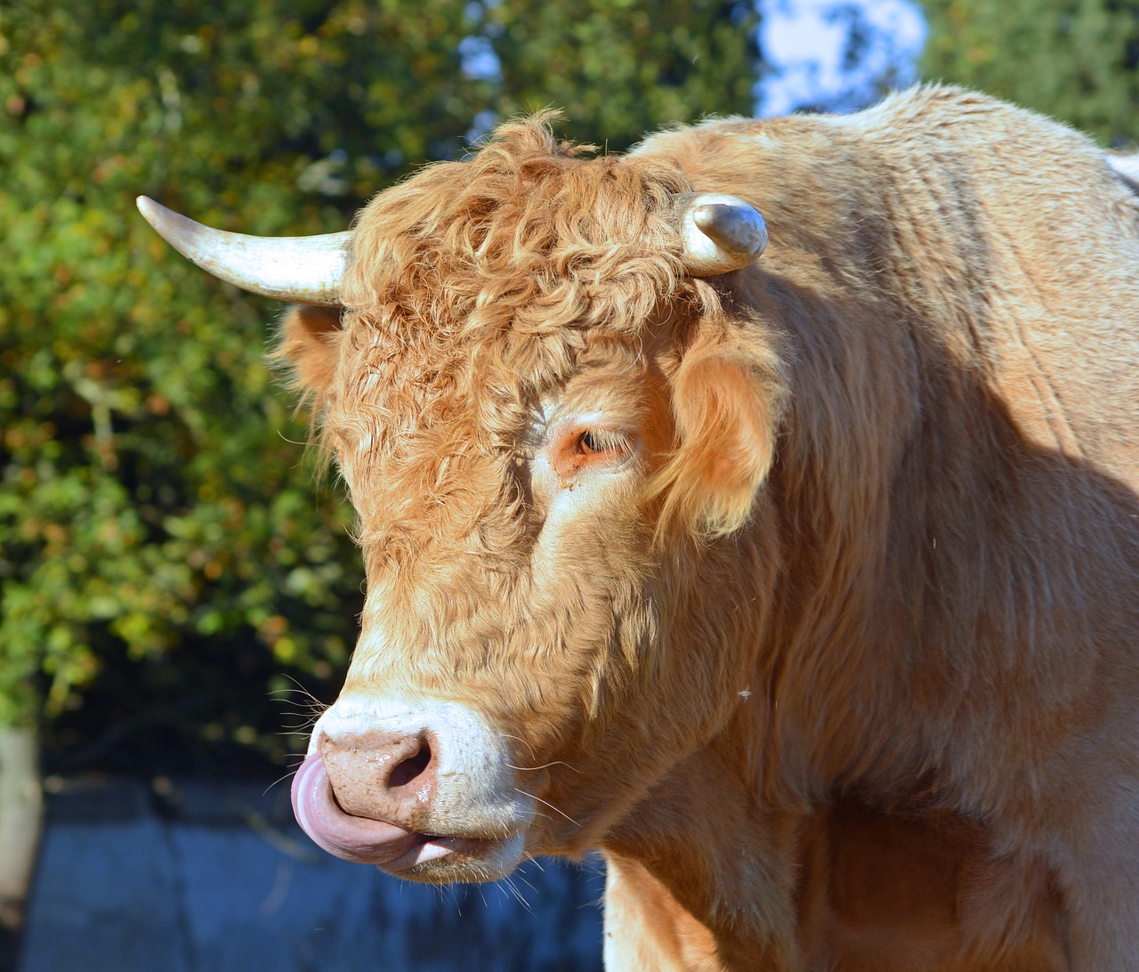 cattle breeding ruminating free photo