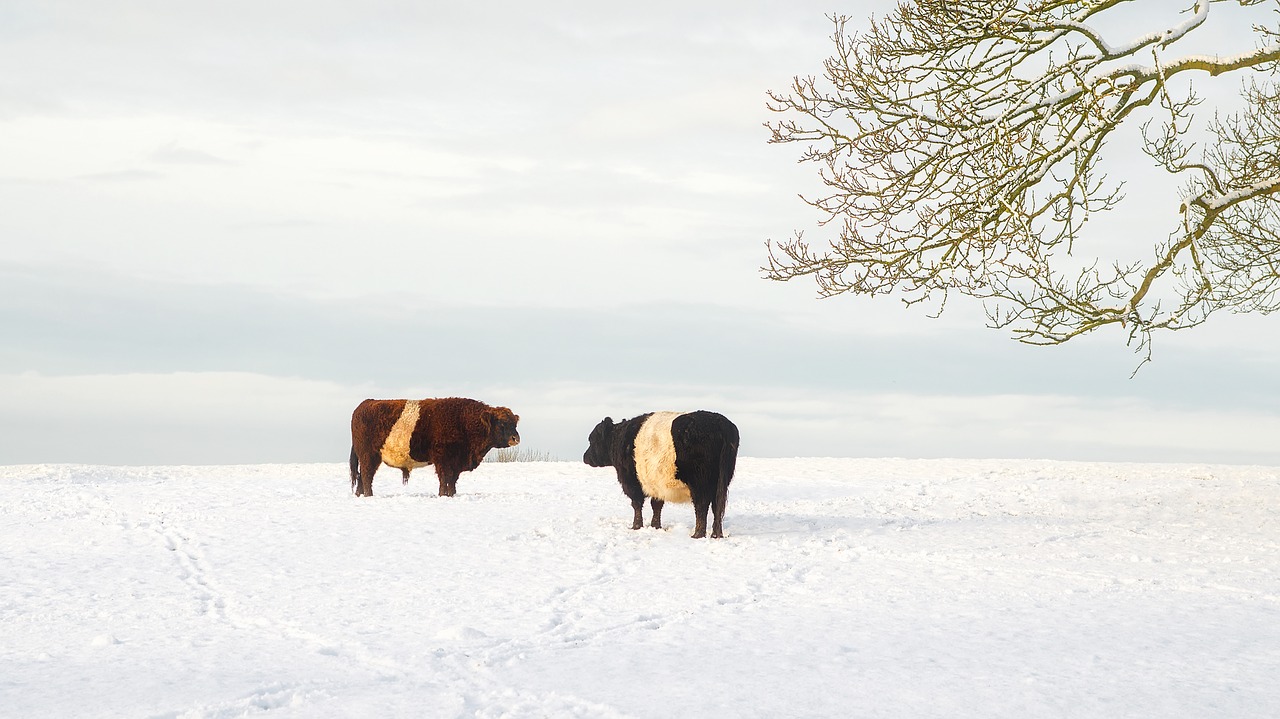 cattle cows sky free photo